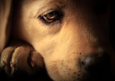 Yellow Labrador Creative Studio Pet Photography in NH
