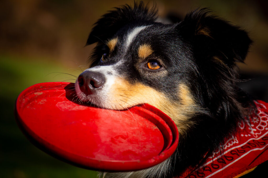 Australian Shepherd frisbee dog portrait Chelmsford MA