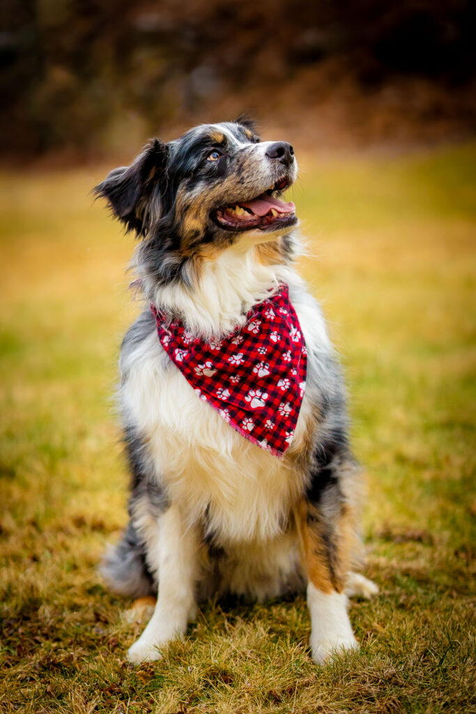 Australian Shepherd posing for an outdoor fall color portrait in Greater Boston MA