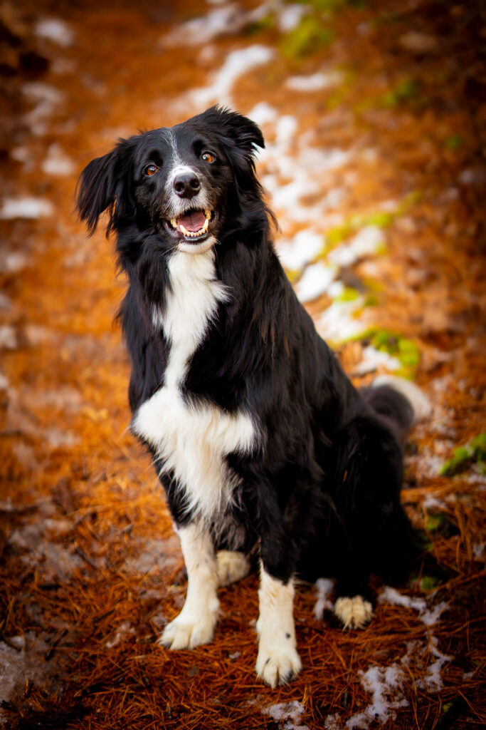 A Border Collie cute face outdoor portrait taken in Boston MA