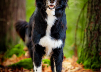A Border Collie forest closeup portrait in Chelmsford MA