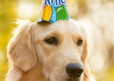 Dog birthday celebration photo in Boston, MA