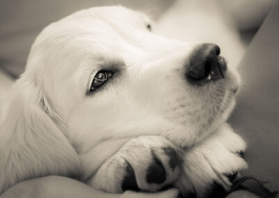English Cream puppy in new home black and white portrait in Westford, MA