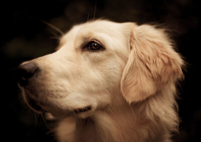 Fine art dog photographer in Greater Boston, MA