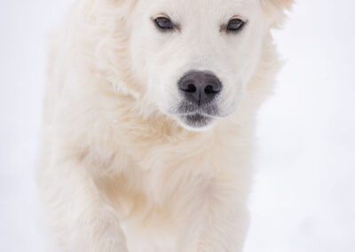 Golden Retriever running in the snow - dog action photography in Greater Boston, MA
