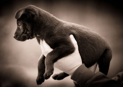 New owner holding puppy portrait in Newton, MA