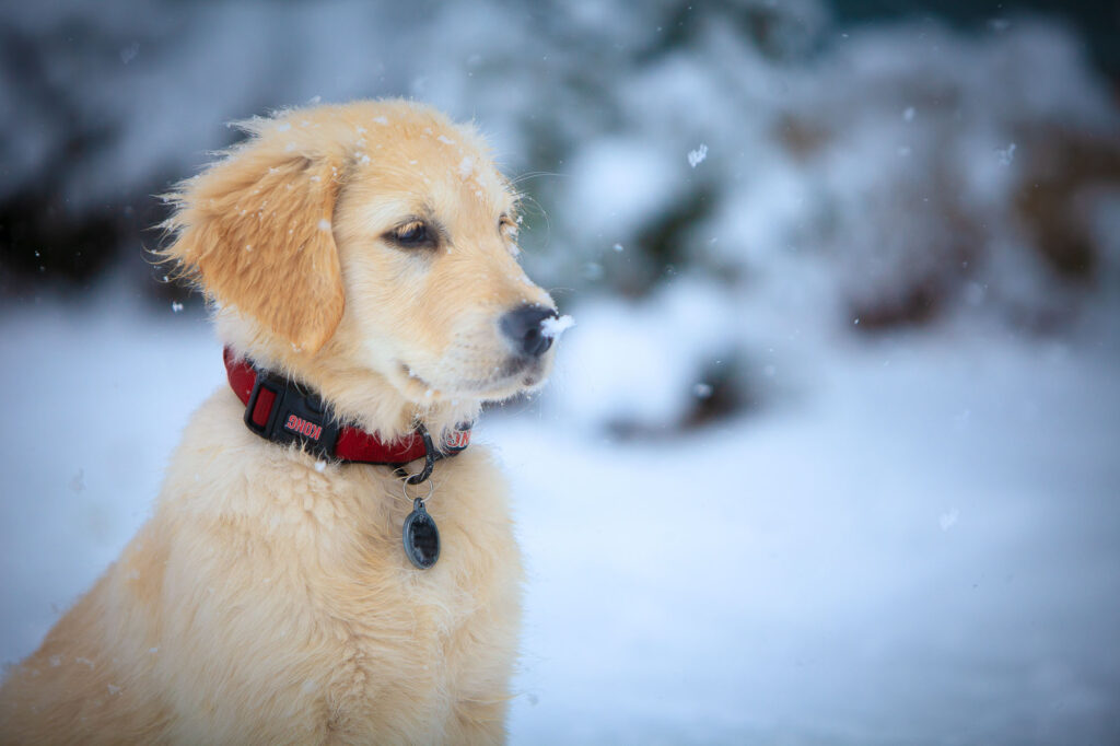 Puppy snow photo session in Boston, MA