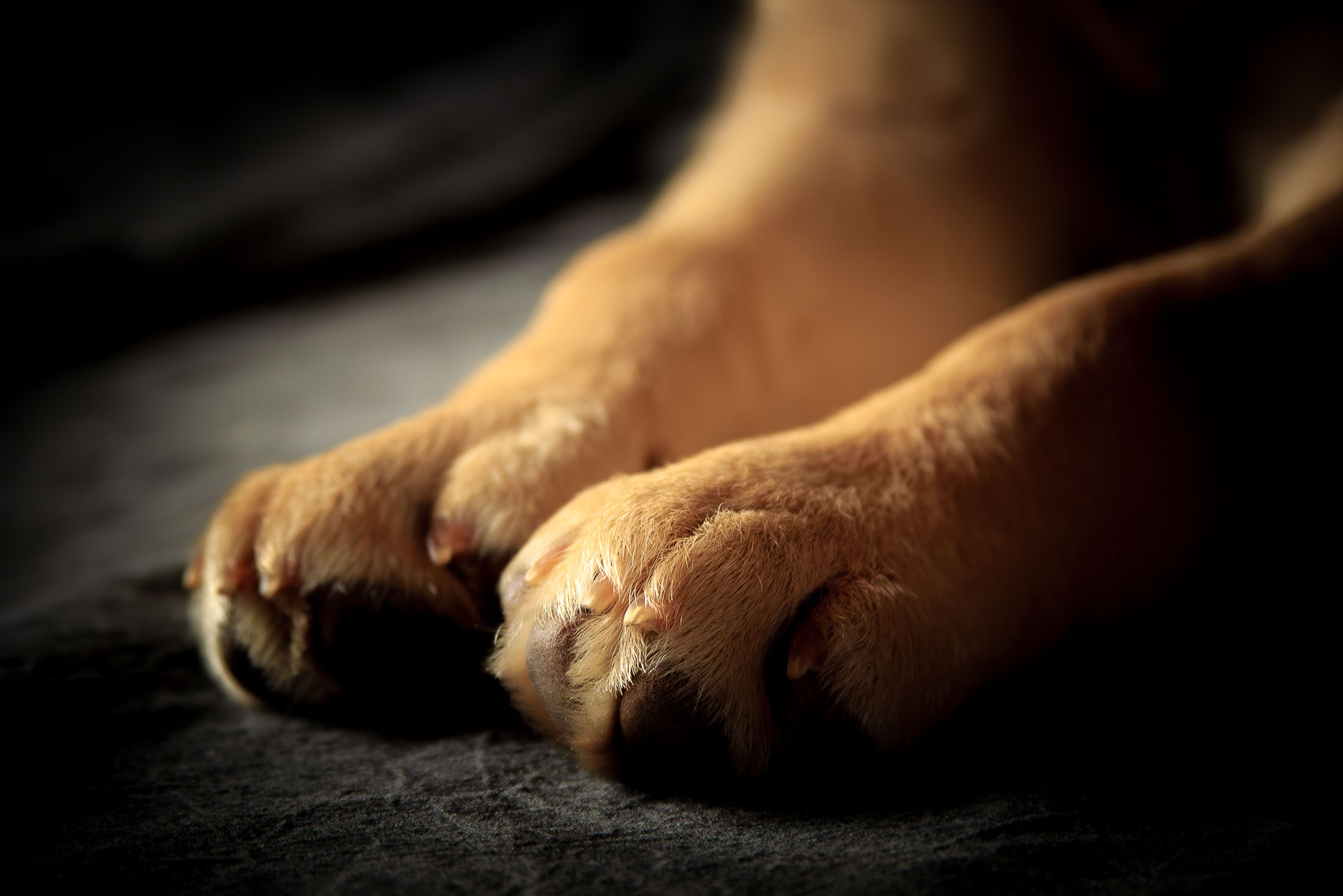 Top 5 Mistakes to Avoid When Hiring a Boston Dog Photographer This Season