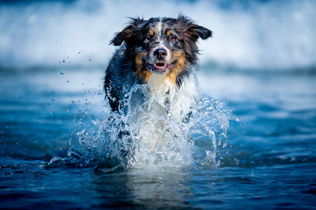 Hampton Beach NH Australian Shepherd Splashing in the Surf Portrait