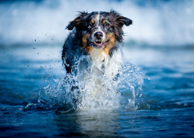 Hampton Beach NH Australian Shepherd Splashing in the Surf Portrait