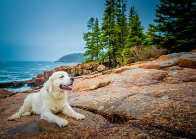 Acadia Dog Photography Thunder Hole Red Rocks