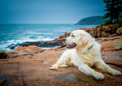 Acadia National Park Thunder Hole Golden Retriever - Acadia Dog Photography
