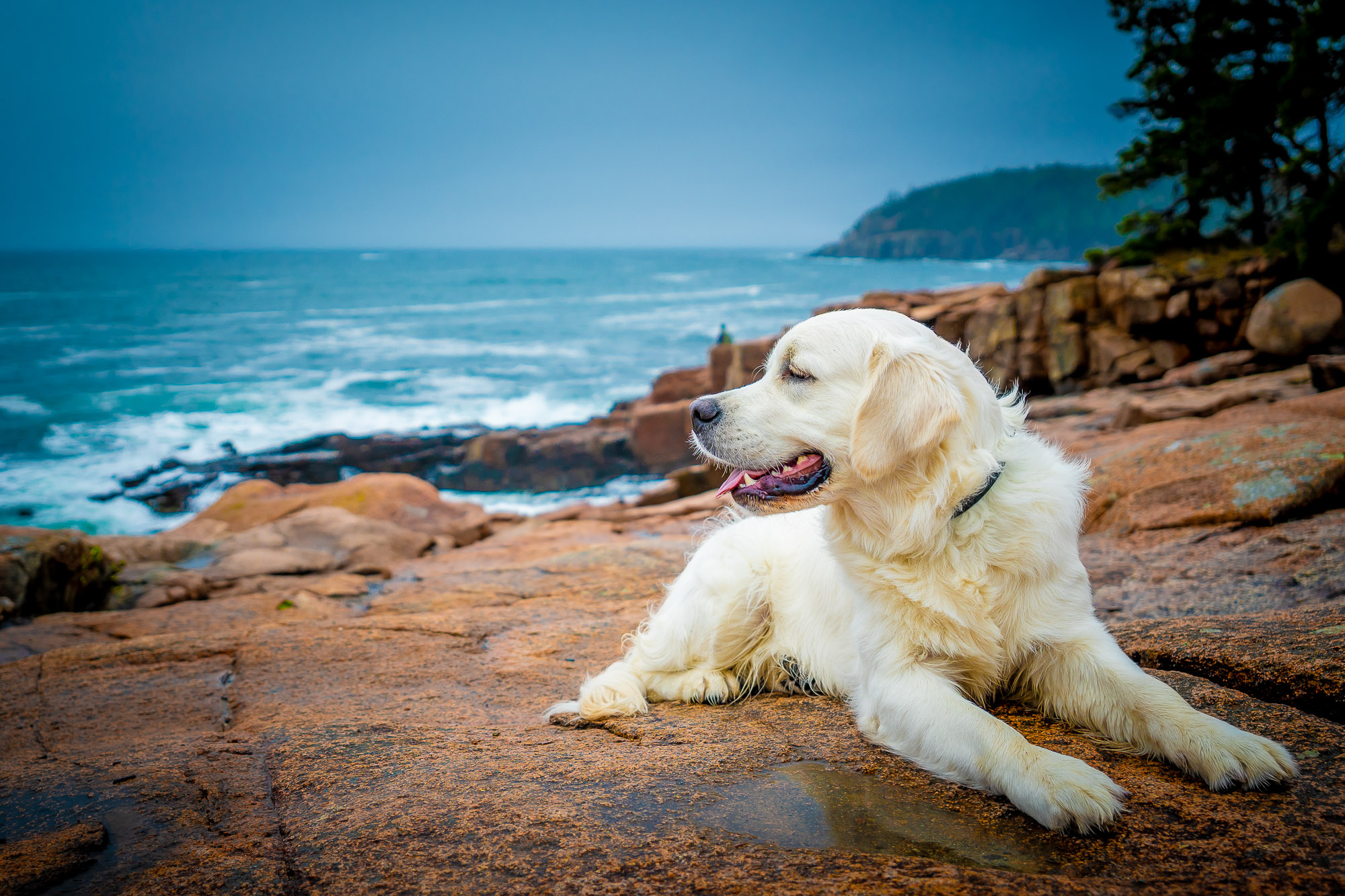 Stormy Skies & Wagging Tails: Our Rain-Soaked Acadia National Park Dog Photography Adventure
