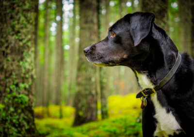 Acadia Rainforest Black Lab Mix Closeup Portrait