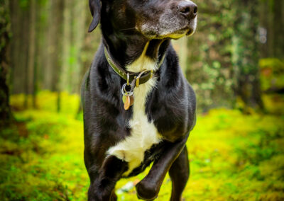 Ellie Posing for a ballerina photo in the rainforest - acadia national park