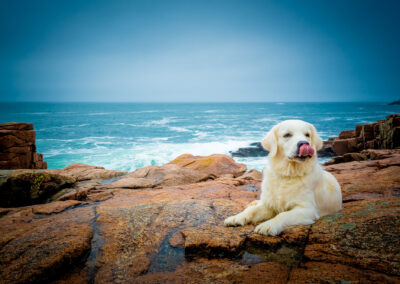 Golden Retriever Enjoying The View Acadia National Park ME - Acadia Dog Photography