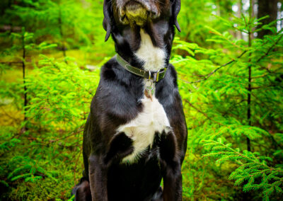 lush rainforest acadia dog portrait