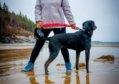 Sand Beach Dog Photoshoot Acadia Maine