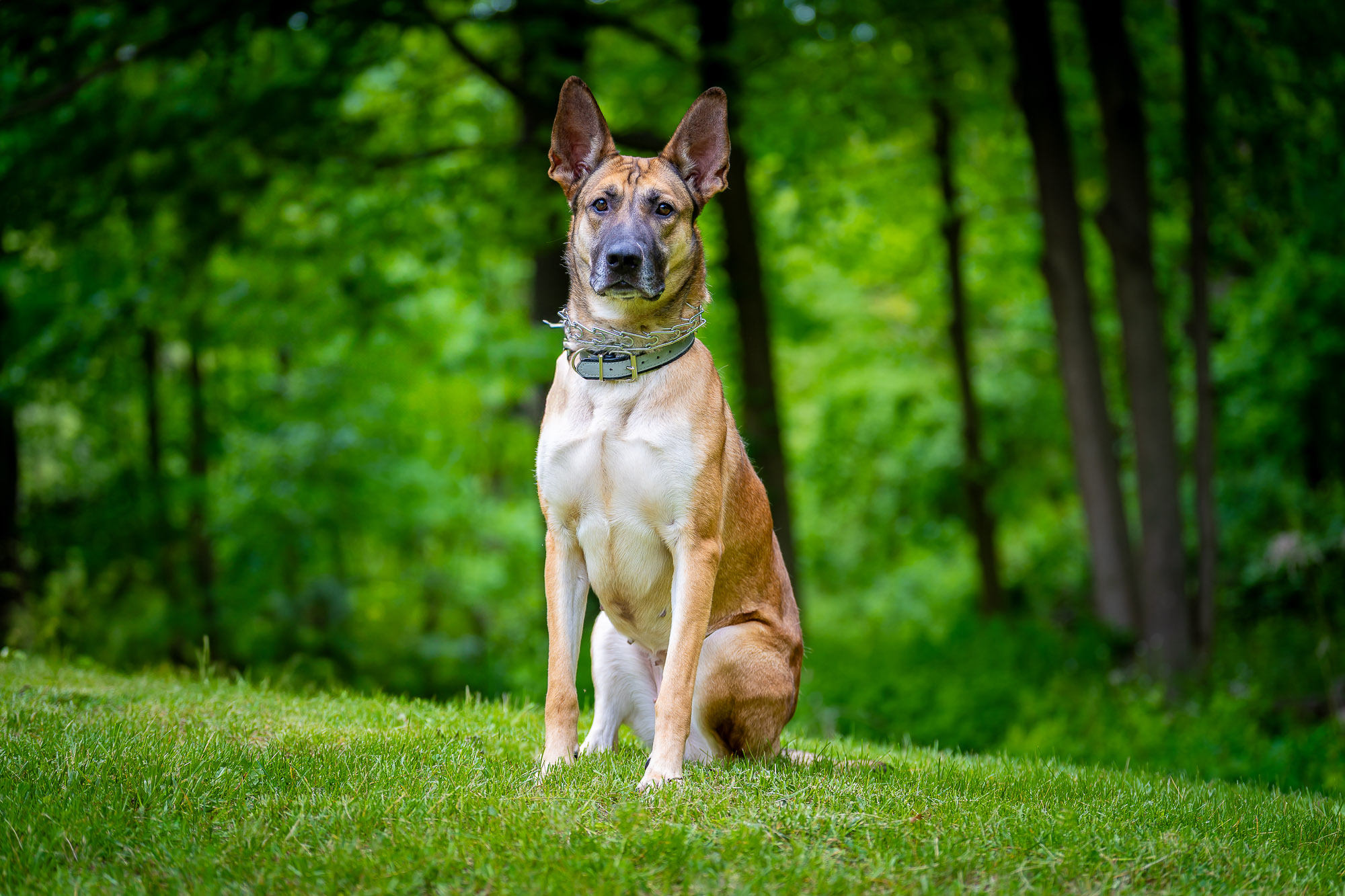 My Boston Dog Photography Studio Got Featured on The NY Telegraph
