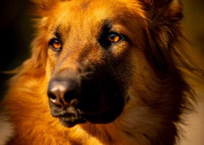 Autumn Majesty German Shepherd Boston MA