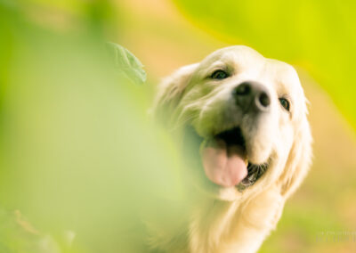 Autumn Radiance Golden Retriever Concord Vibrant Foliage
