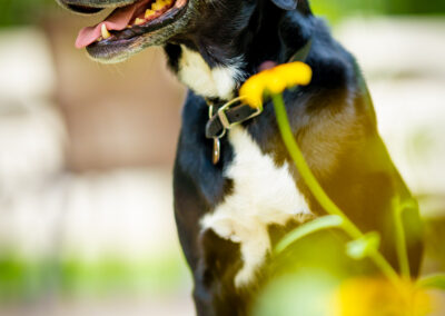 Autumn Reflection Black Lab Mix Concord Close-up Portrait