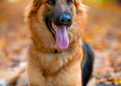 Autumn Reverie German Shepherd Concord Soft Light