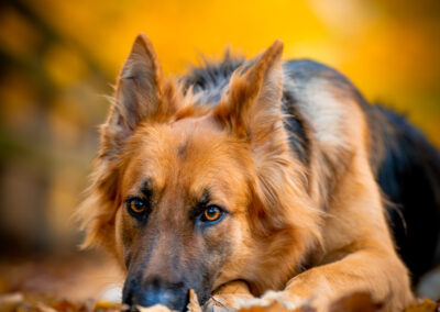 Fallen Leaves Wtchful Eyes German Shepherd Boston Portrait