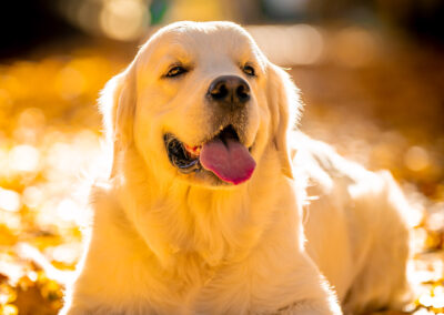 Falling Leaves Gentle Eyes Golden Retriever Boston MA