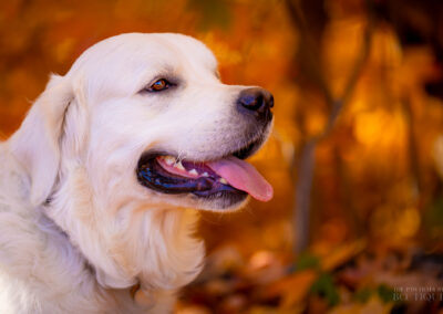 Golden Glow English Cream Golden Retriever Boston Fall Leaves