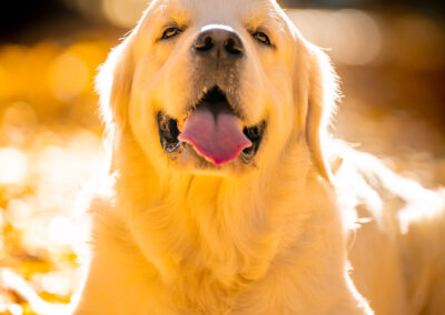 Golden Hour Companion English Cream Retriever Chelmsford Dog Portrait