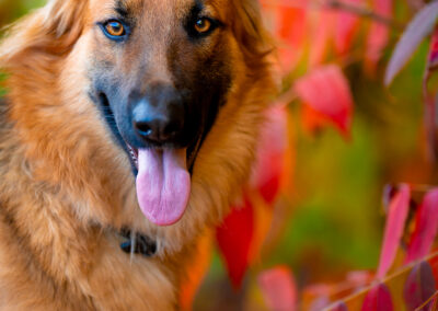 Golden Hour Guardian German Shepherd Chelmsford Foliage