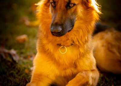 Golden Leaves Loyal Soul German Shepherd Chesmsford Fall Light