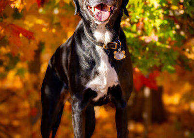 Quiet Glow Black Lab Mix Westford Amid Fall Leaves