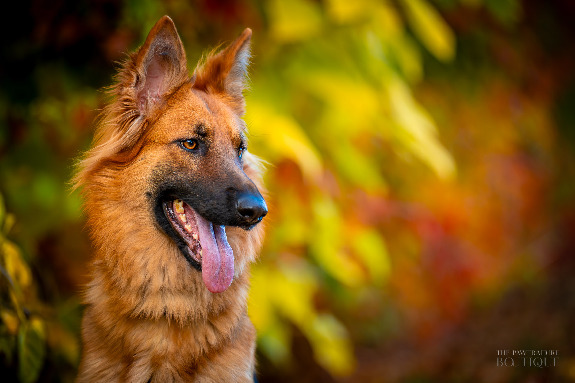 Autumn Tails in Boston: 24 Fall Dog Portraits to Inspire Your Holiday Photo Session