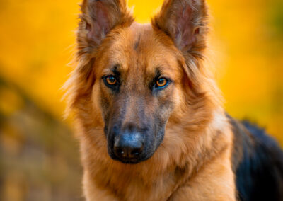 Rust and Gold German Shepherd Concord Fall Portrait