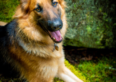 Serene Elegance German Shepherd Westford Autumn Colors