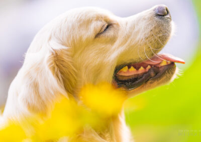 Serene Elegance Golden Retriever Westford Autumn Colors
