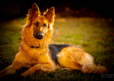 Serene Strength German Shepherd Concord Warm Tones