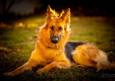 Serene Strength German Shepherd Westford Warm Tones