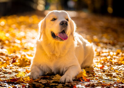 Sunlit Serenity Golden Retriever Concord Golden Hour