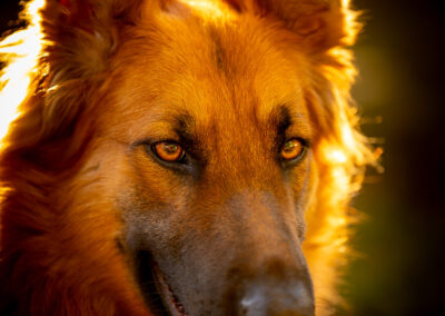 Warm Hues Gentle Gaze German Shepherd Westford Autumn Colors