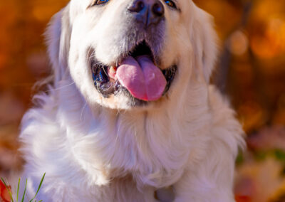 Warmth In the Woods Golden Retriever Westford Autumn portrait