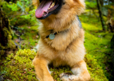 Woodland Gaze German Shepherd Chelmsford Massachusetts