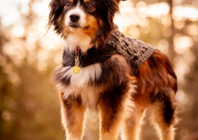 Aussie Shepherd End of Life Session MA