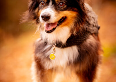 Australian Shepherd End of Life Boston MA