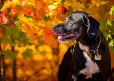 Dog Photography Gift Certificates Boston MA