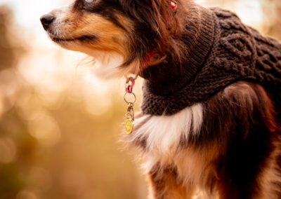 Old Aussie Shepherd The Tilly Project Boston MA