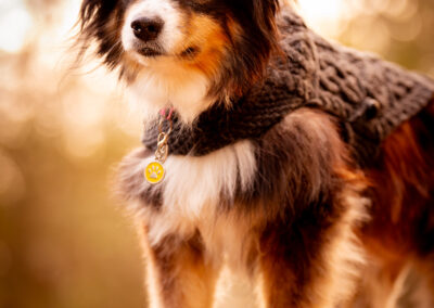 Old Australian Shepherd Photography Boston MA