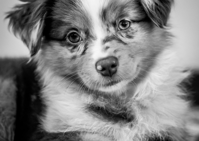 Black and white puppy studio photography Newton MA